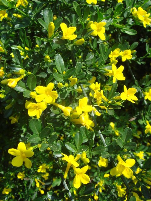 Jasminum fruticans fleur